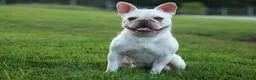 French Bulldog dogs for sale: Spencer 🐾 - Ad 33