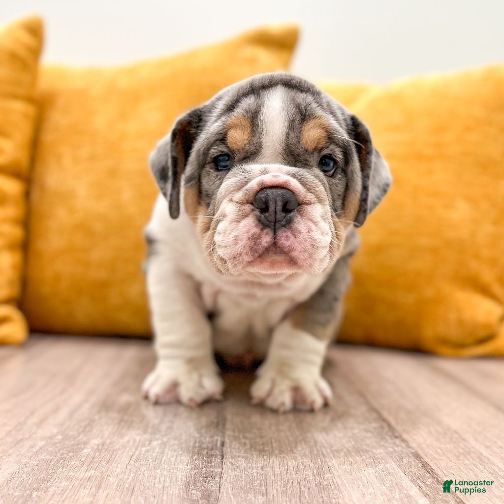 English Bulldog dogs Edgar - Ad 1