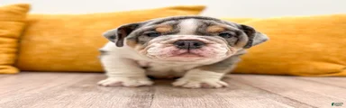 Edgar