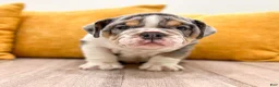 English Bulldog dogs for sale: Edgar - Ad 1