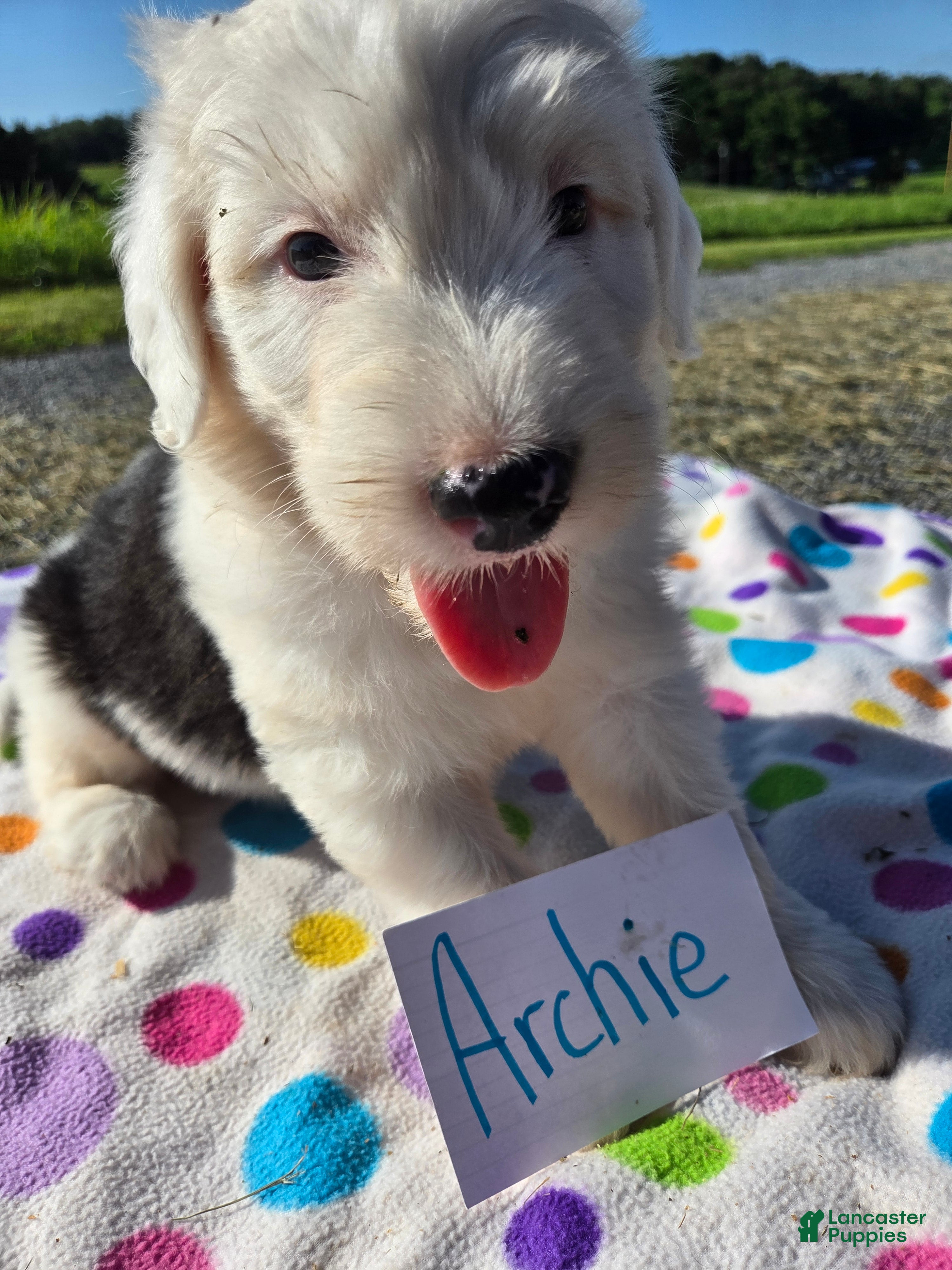 Sheepadoodle dogs Sheepadoodle 7 - Ad 10