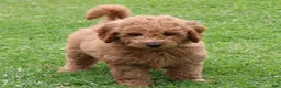 Mini Goldendoodle dogs for sale: Bobby - Ad 3