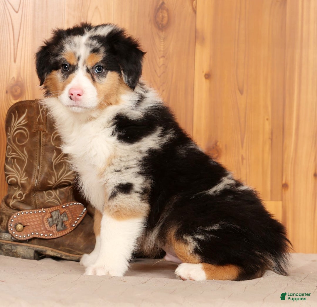 Australian Shepherd dogs for sale: Hunter - Ad 4