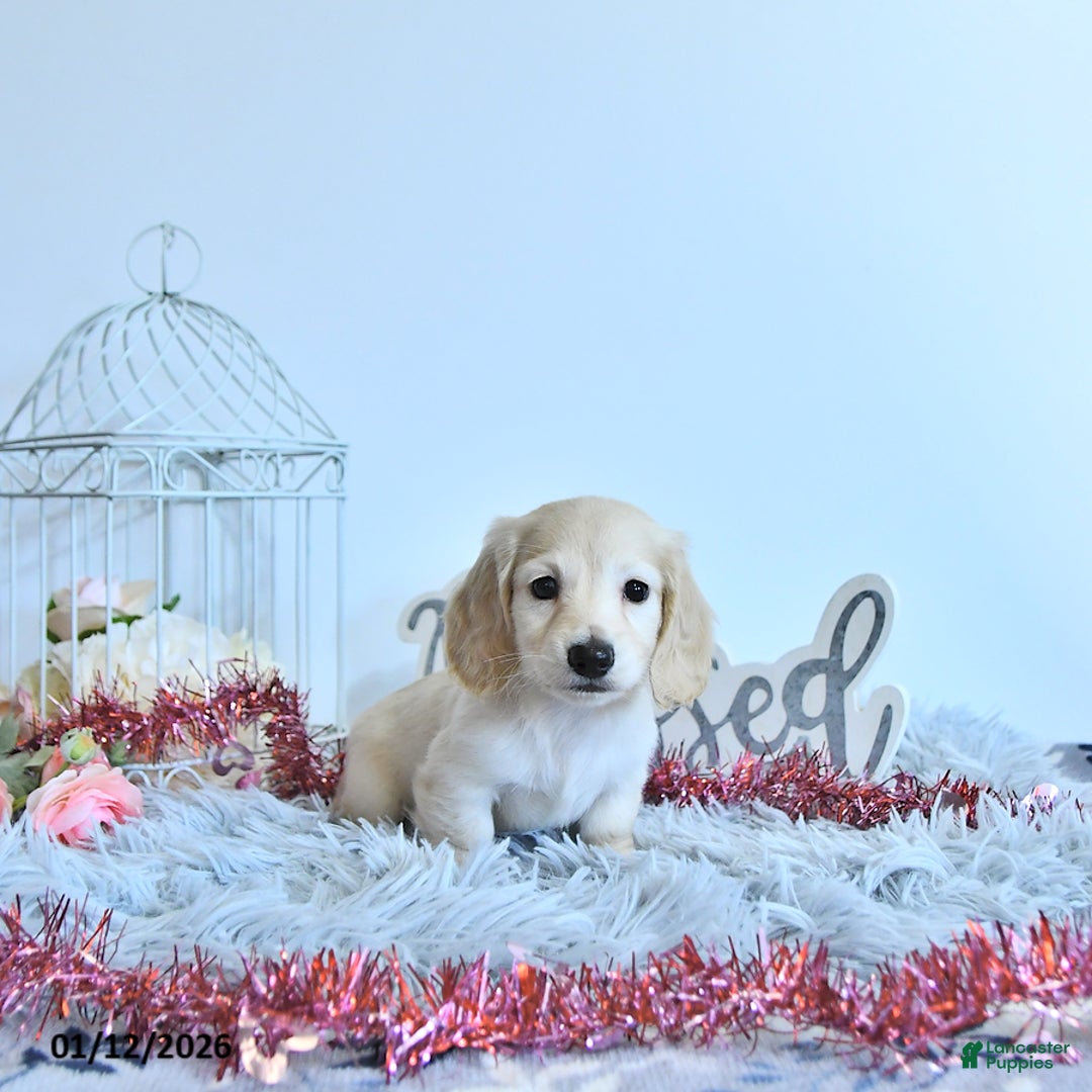 Miniature Dachshund dogs for sale: Charlotte - Ad 2