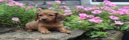 Miniature Dachshund dogs for sale: Zane - Ad 4