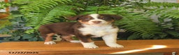 Australian Shepherd dogs for sale: Angus - Ad 3