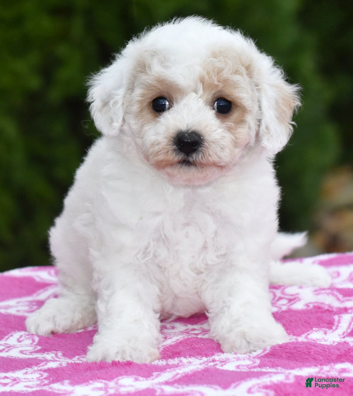 Bichpoo dogs Felecia - Ad 33