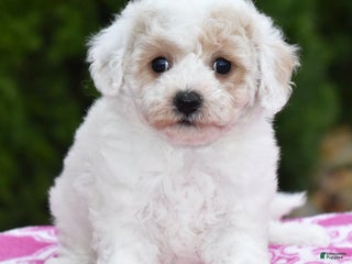 Bichpoo dogs Felecia - Ad 31