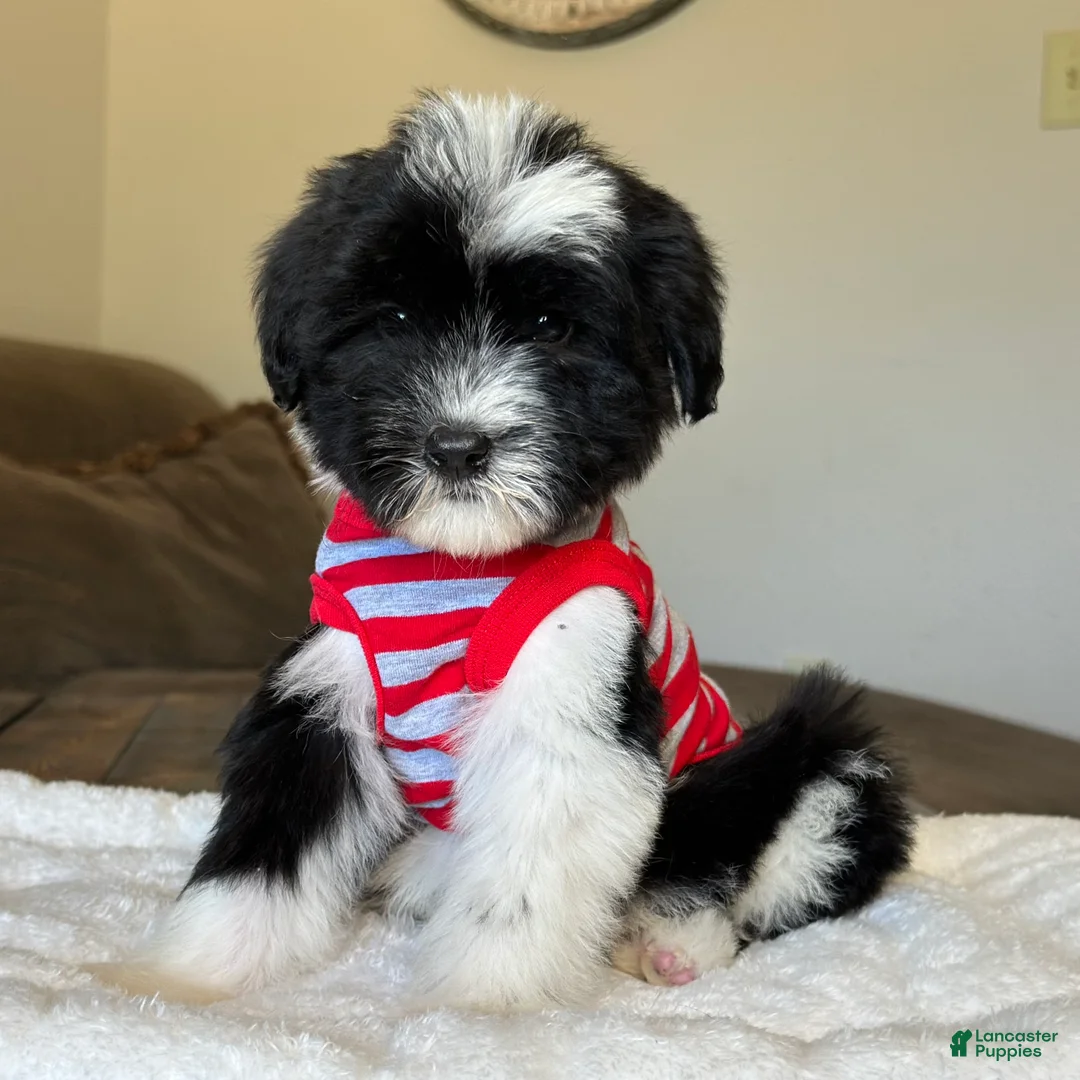 Sheepadoodle dogs for sale: Bonita - Ad 1