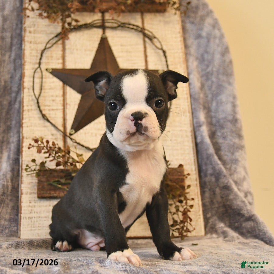 Boston Terrier dogs Mr Darcy  - Ad 2