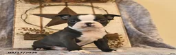 Boston Terrier dogs for sale: Mr Darcy  - Ad 2