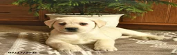 Labrador Retriever dogs for sale: Ginger  - Ad 5
