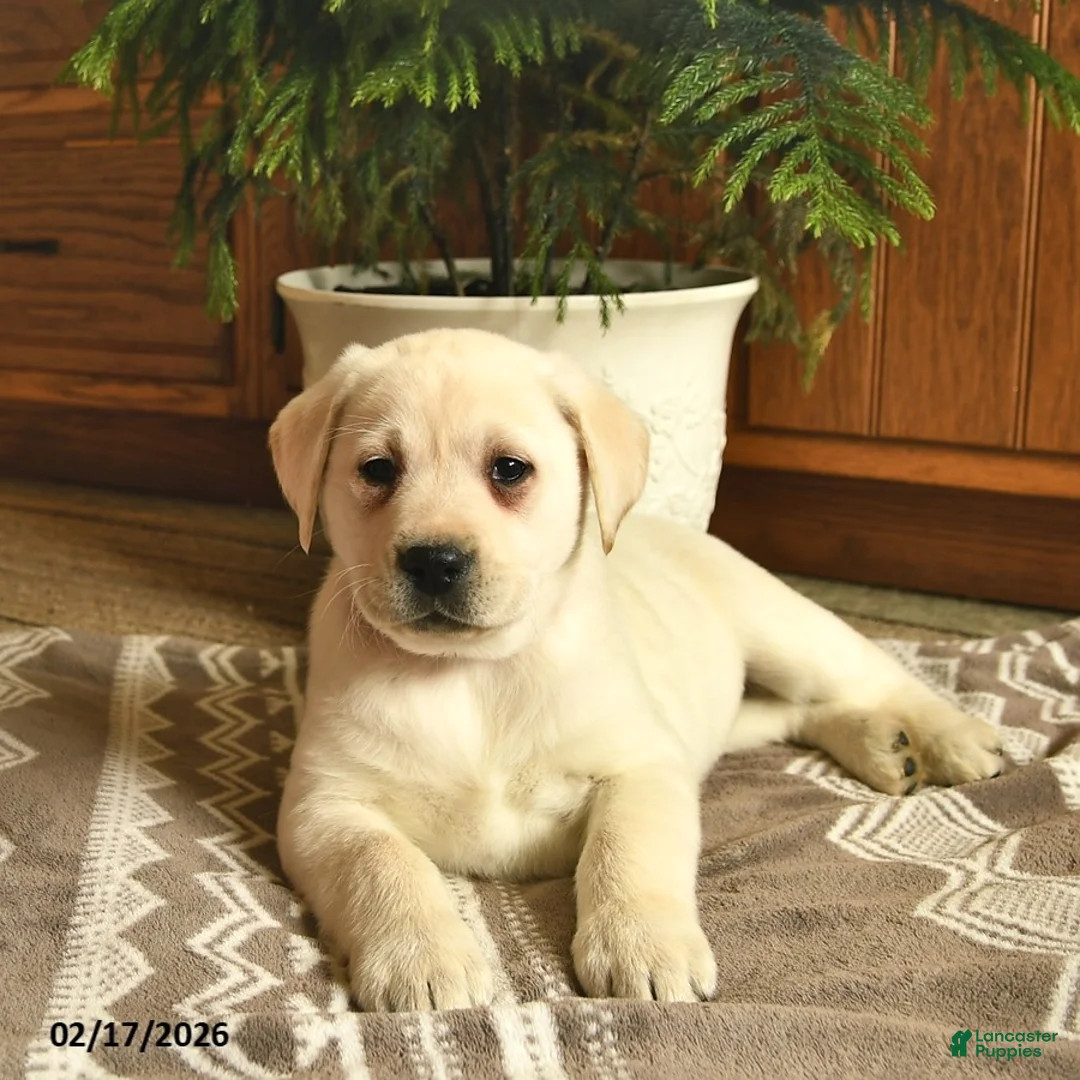 Labrador Retriever dogs for sale: Ginger  - Ad 5