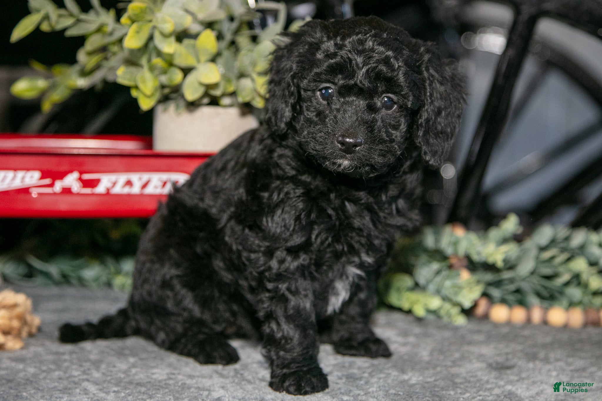 Mixed Breed dogs Juniper - Ad 2