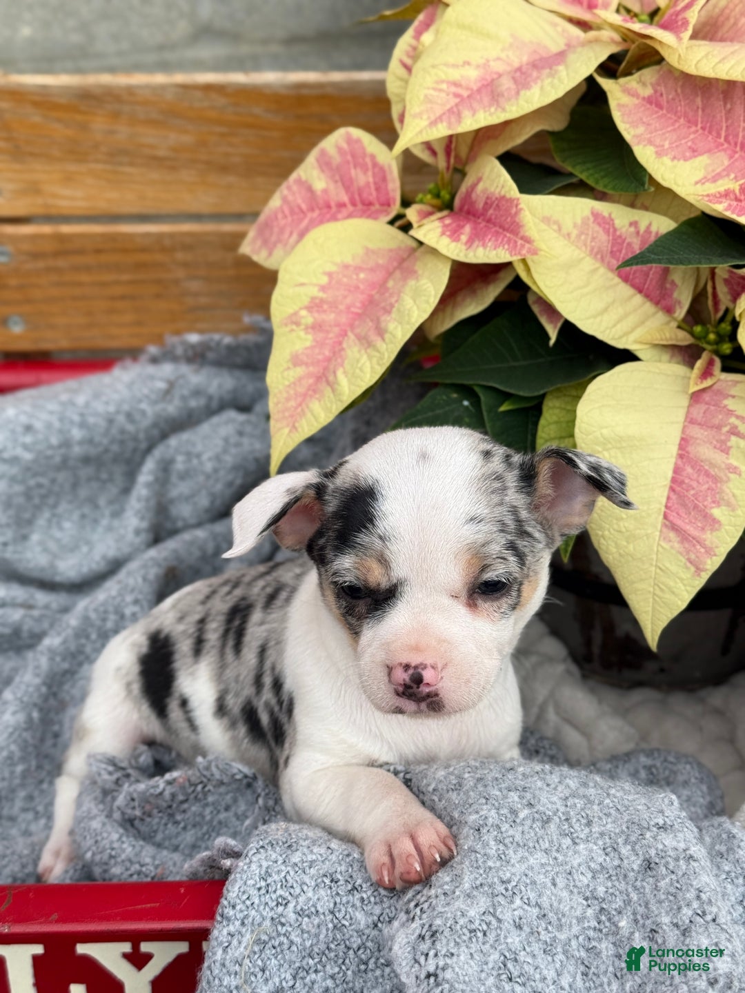 Chihuahua dogs for sale: Clara - Ad 5