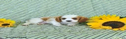 Cavalier King Charles Spaniel dogs for sale: Bennet - Ad 4