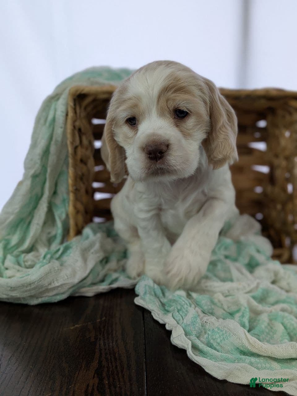 Cocker Spaniel dogs Wilbur  - Ad 2