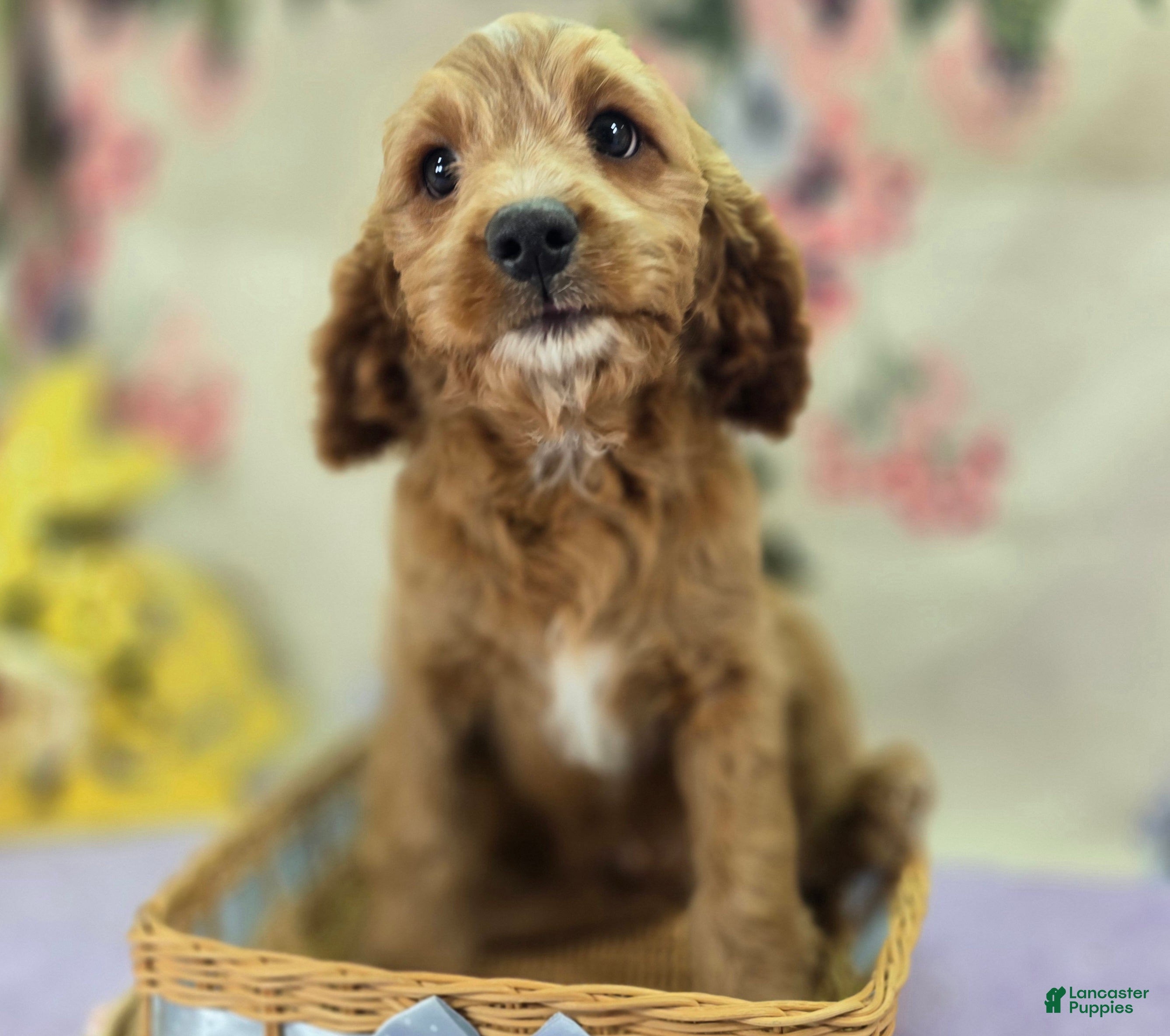 Cavapoo dogs Glacier - Ad 8