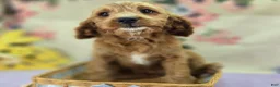 Cavapoo dogs for sale: Glacier - Ad 30