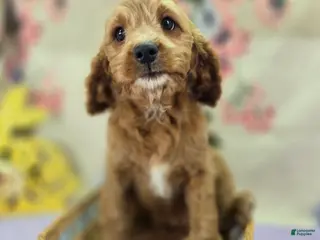 Cavapoo dogs Glacier - Ad 6