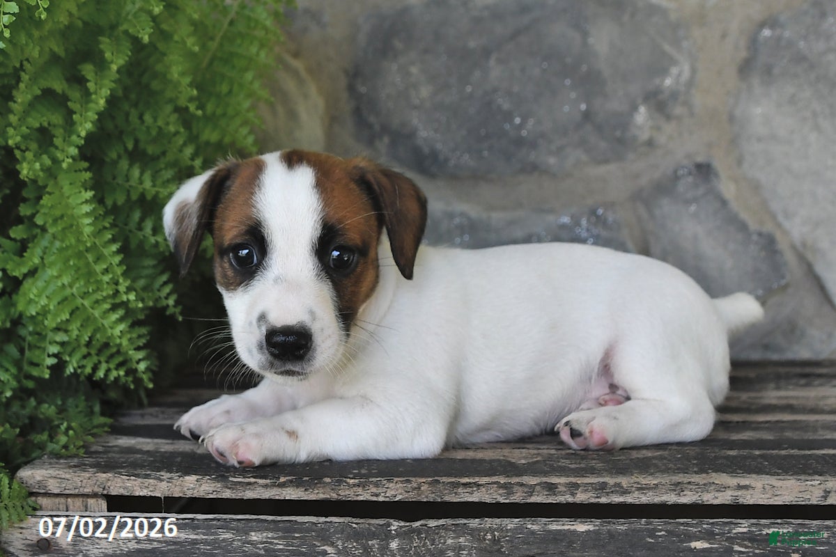 Jack Russell Terrier dogs Mindy - Ad 2