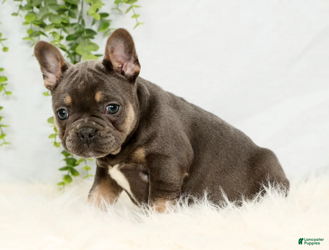 Frenchton dogs for sale: Courtney - Ad 5