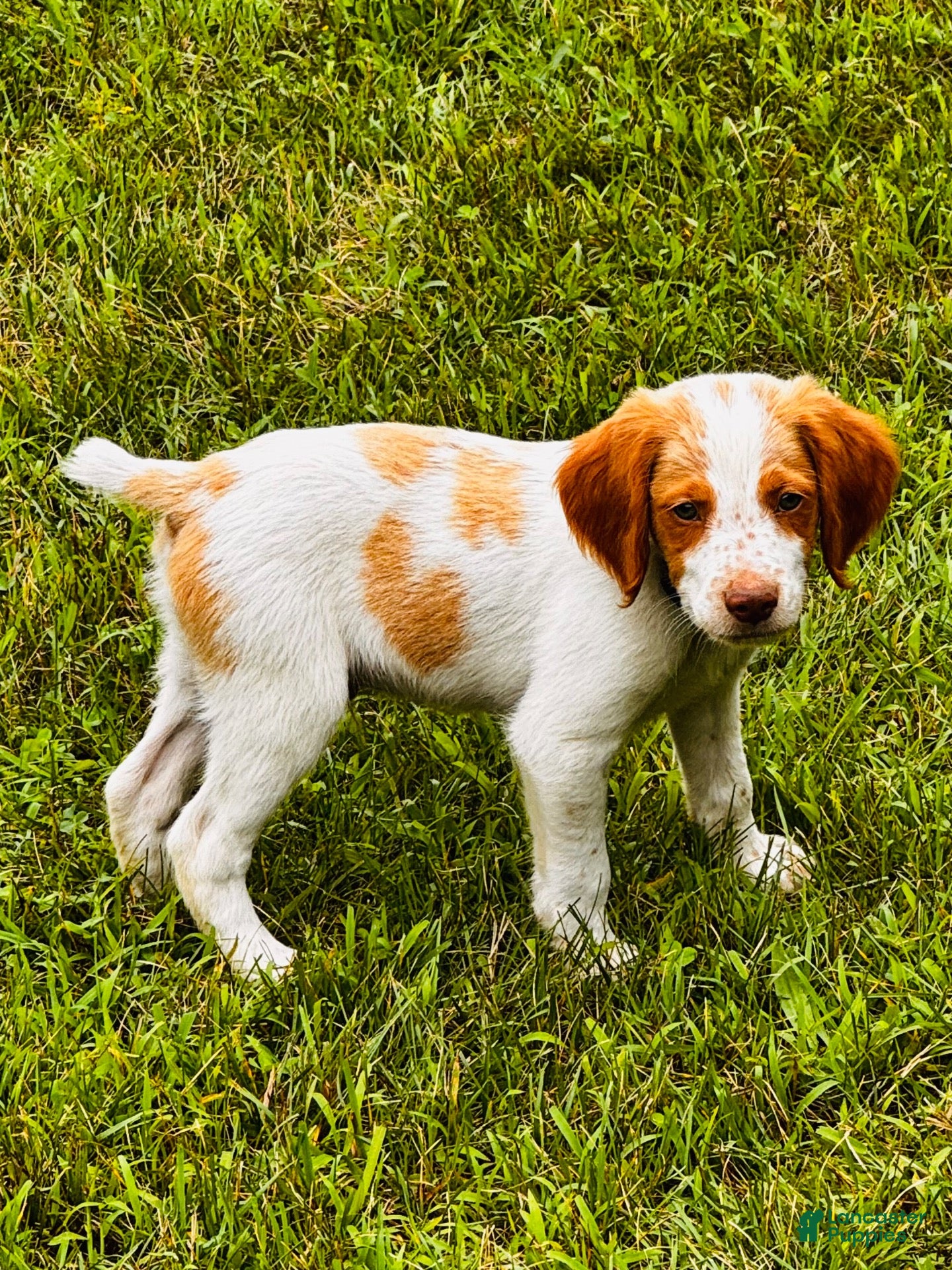 Brittany Spaniel dogs Brittany Spaniel 6 - Ad 6