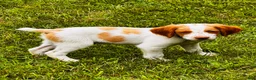Brittany Spaniel dogs for sale: Brittany Spaniel 6 - Ad 1