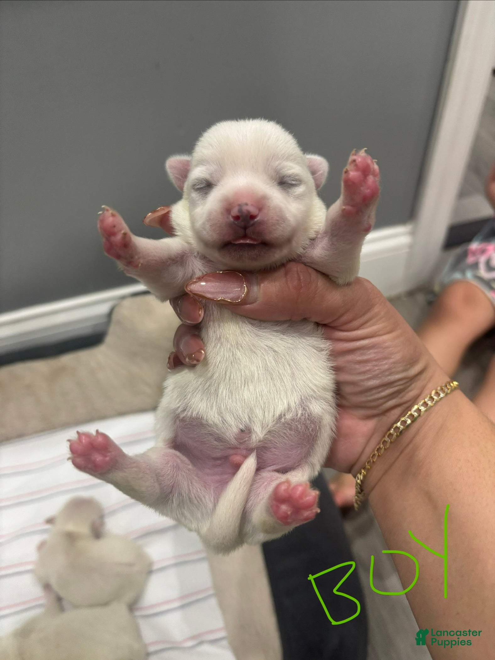 Mixed Breed dogs Mixed Breed Puppy 3 - Ad 14