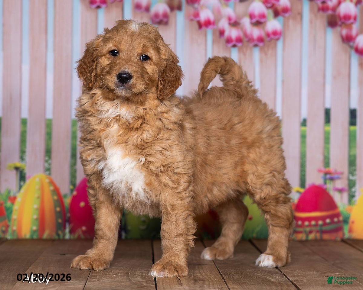 Goldendoodle dogs Abby - Ad 2