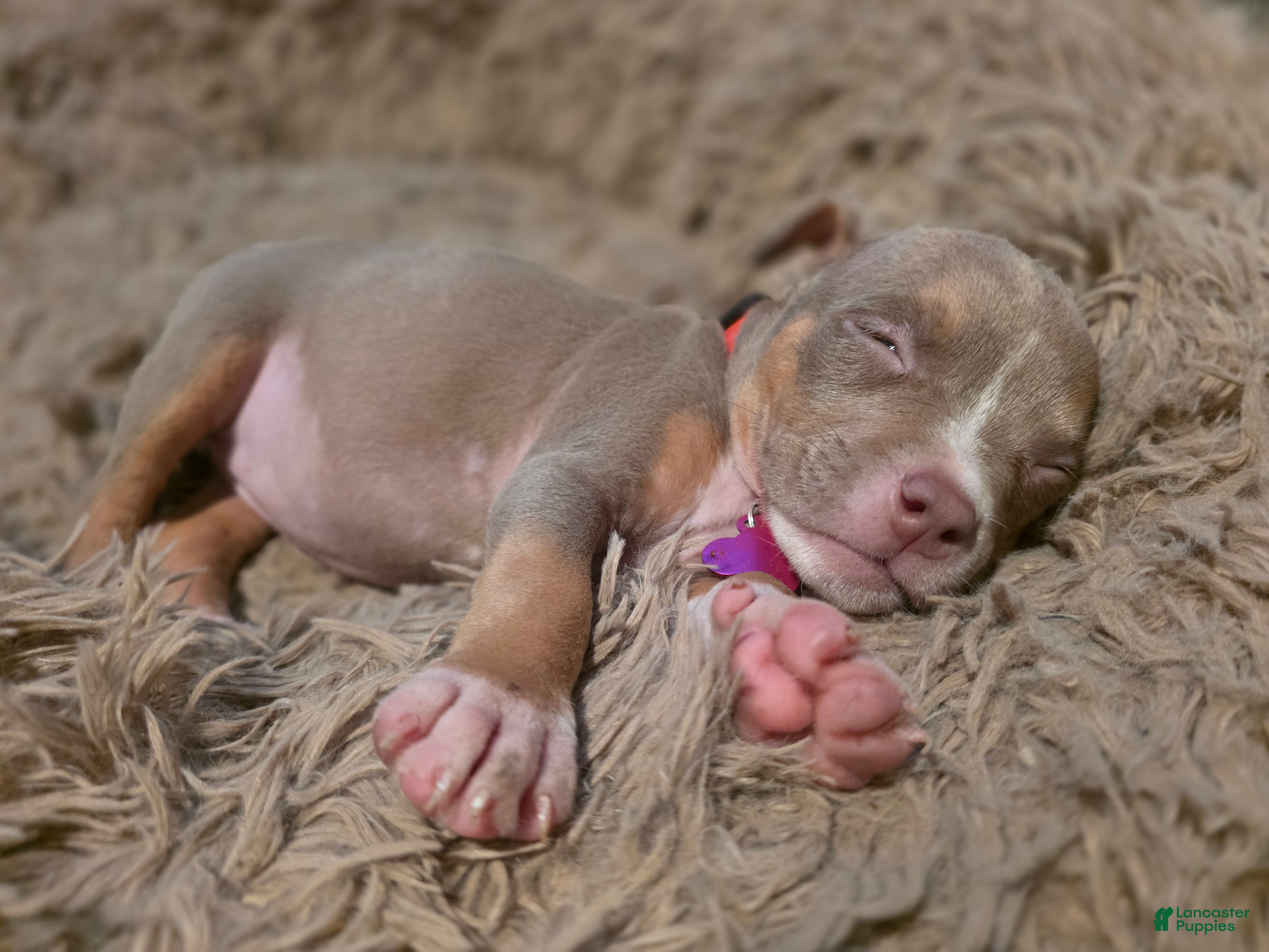 American Bully dogs American Bully 4 - Ad 6