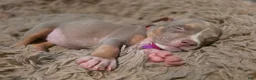 American Bully dogs for sale: American Bully 4 - Ad 1