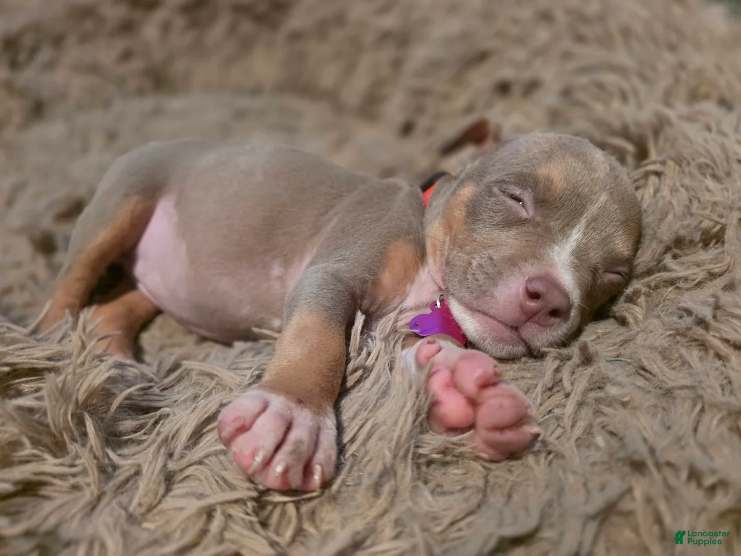 American Bully dogs for sale: American Bully 4 - Ad 1