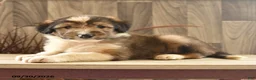 Mixed Breed dogs for sale: Tumbling Teddy - Ad 2