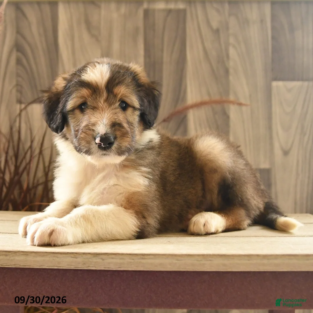Mixed Breed dogs for sale: Tumbling Teddy - Ad 2