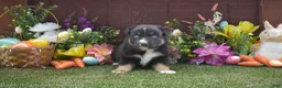 Australian Shepherd dogs for sale: Robbin 2 blue eyes - Ad 6
