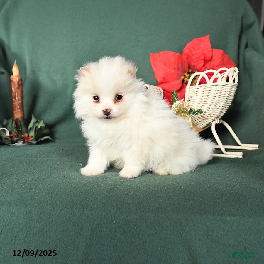 Pomeranian dogs Roy  - Ad 11