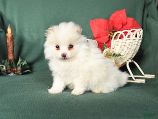 Pomeranian dogs Roy - Ad 35