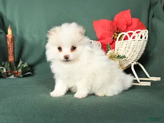 Pomeranian dogs Roy - Ad 26