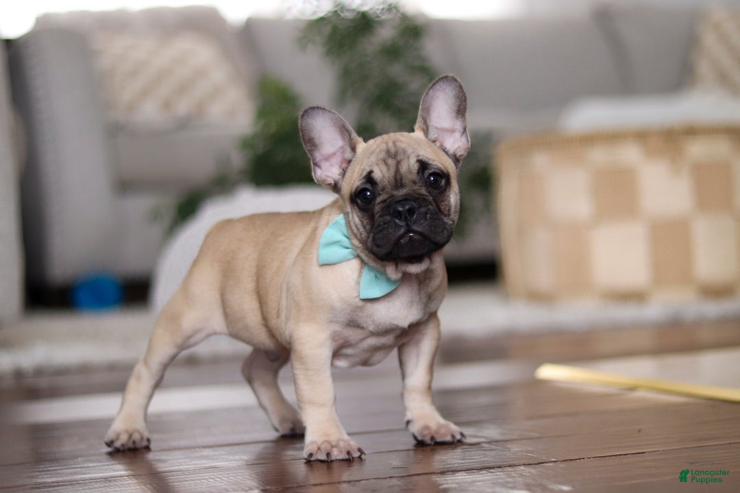 French Bulldog dogs for sale: Spencer - Ad 4