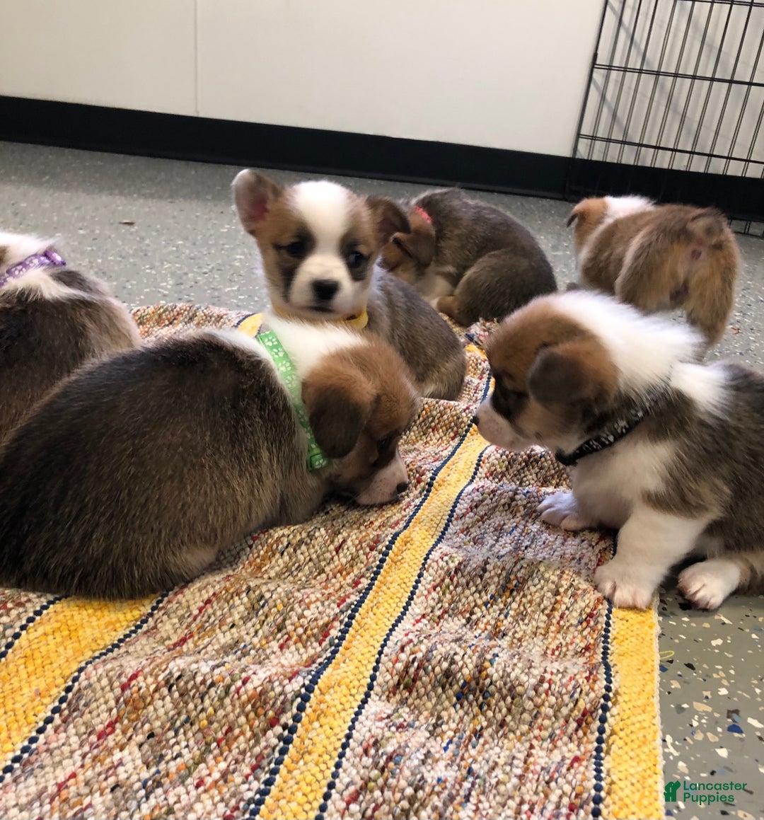 Welsh Corgi Pembroke dogs for sale: Noelle  - Ad 10