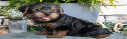 Yorkshire Terrier dogs for sale: Cypress - Ad 3