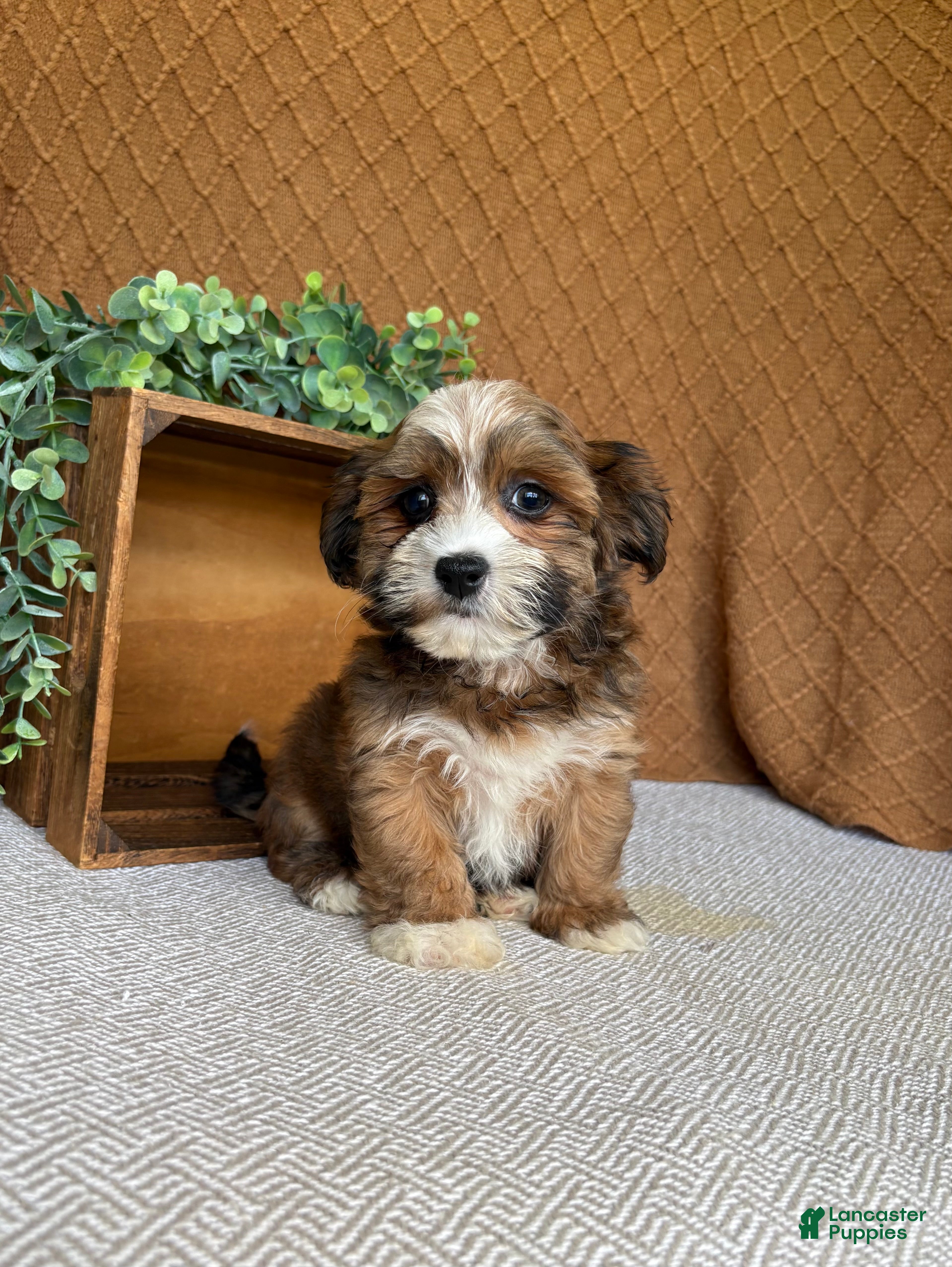 Havanese dogs Ayla  - Ad 2