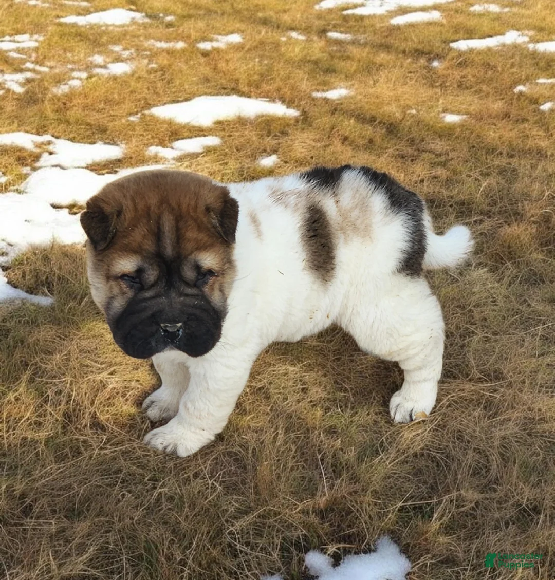 Shar Pei dogs for sale: Marble mini sable flower  - Ad 15