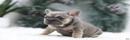 French Bulldog dogs for sale: Malory - Ad 7