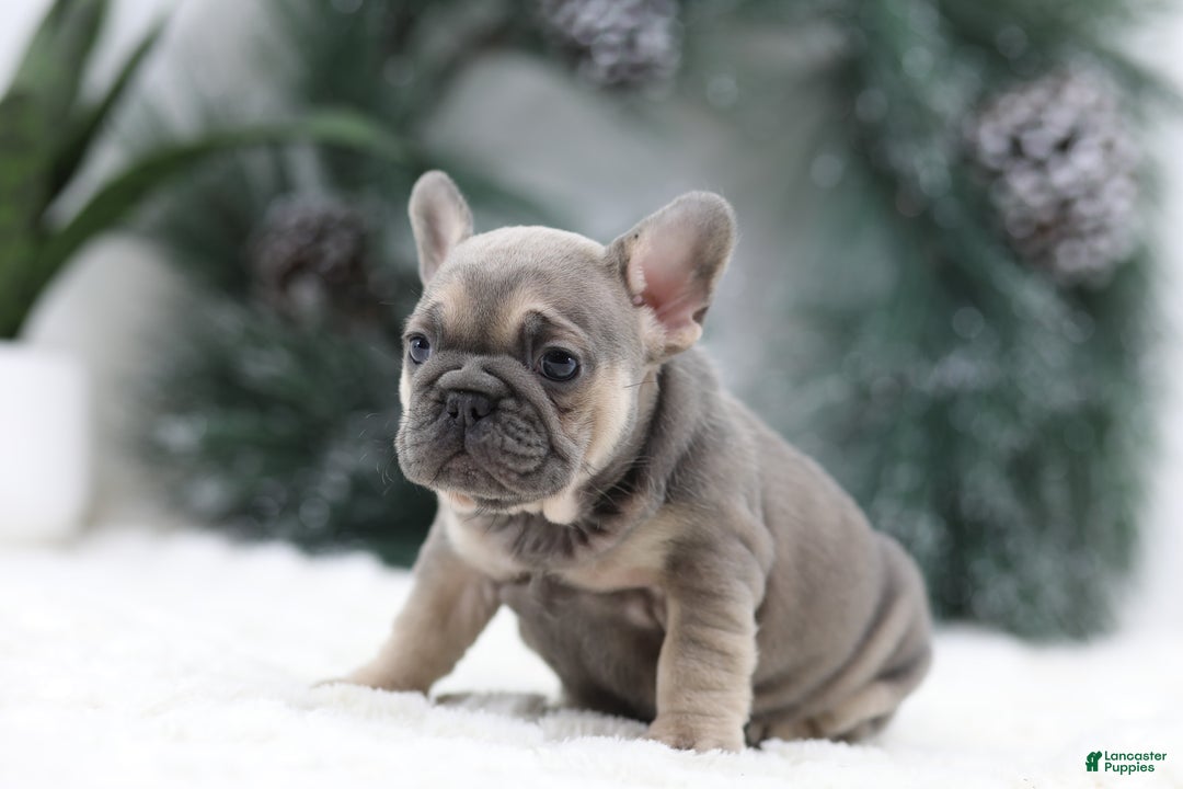 French Bulldog dogs for sale: Malory - Ad 7