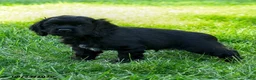 Cocker Spaniel dogs for sale: Maxwell - Ad 3