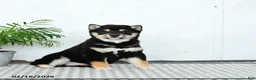 Shiba Inu dogs for sale: Bubbles - Ad 1