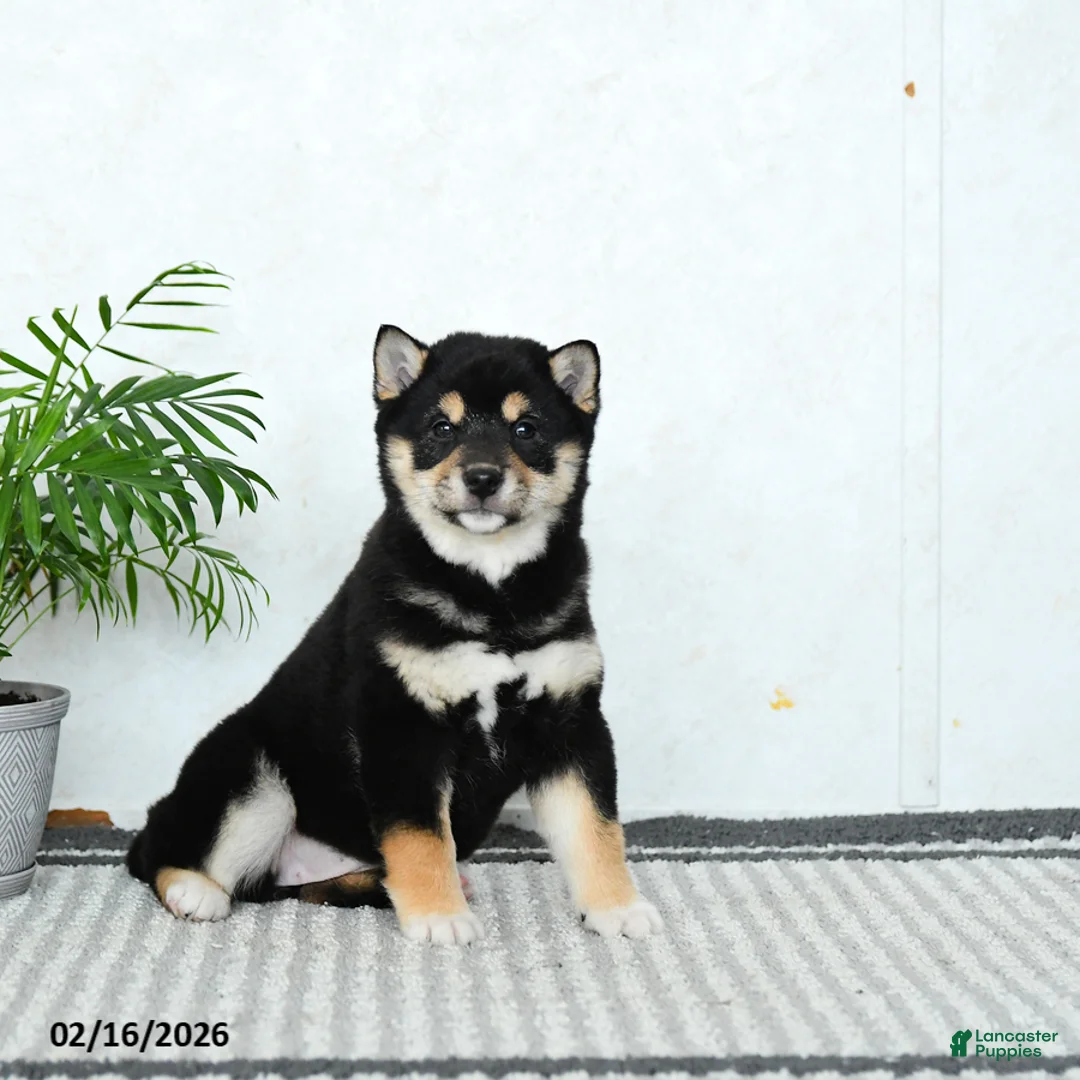 Shiba Inu dogs for sale: Bubbles - Ad 1