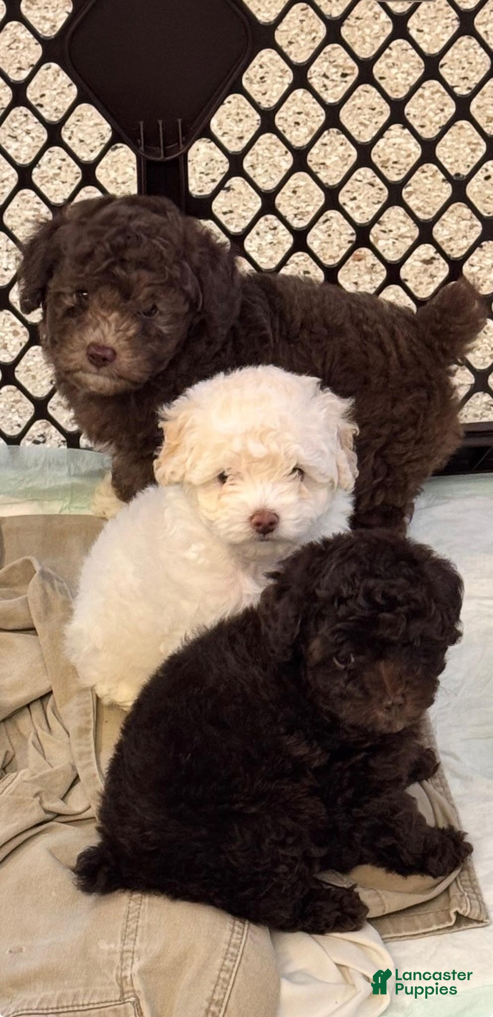 Toy Poodle dogs Snow white - Ad 22
